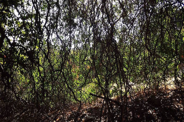 QUILPUEÍNOS SE ORGANIZAN EN DEFENSA DE BOSQUE NATIVO DE PASO HONDO