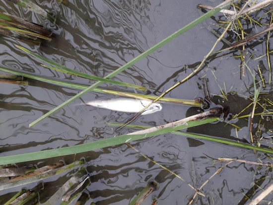 MUNICIPIO DE CONCÓN NOTIFICÓ A SERNAPESCA SOBRE PECES MUERTOS EN HUMEDAL
