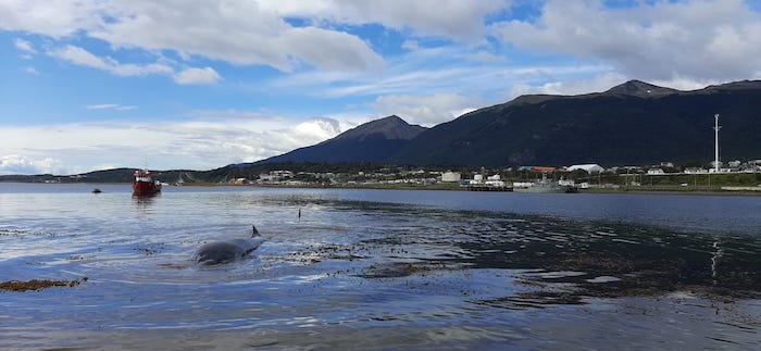 ARMADA DESPLEGÓ OPERATIVO ANTE VARAMIENTO DE BALLENAS EN PUERTO WILLIAMS