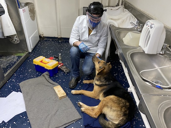 BARCAZA «CHACABUCO» RESCATÓ A PERRO QUE NADABA EN LA MITAD DE LA BAHÍA DE CONCEPCIÓN