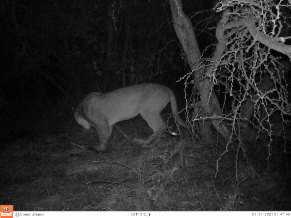 CONAF REALIZA INÉDITO HALLAZGO DE UN PUMA EN LA RESERVA NACIONAL LAGO PEÑUELAS