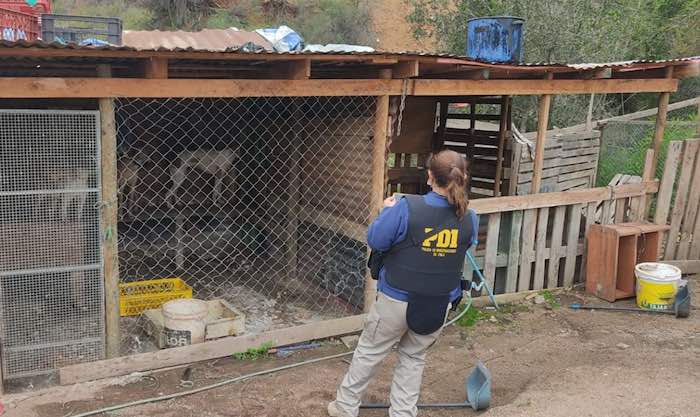 PDI LIMACHE RESCATA 14 PERROS  DESDE CANILES CLANDESTINOS