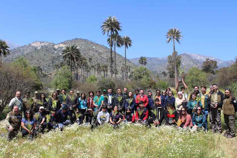 CONAF INICIA NUEVO PROCESO PARA RESTAURAR EL PALMAR DEL PARQUE NACIONAL LA CAMPANA EN HIJUELAS